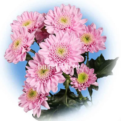 Хризантема кустовая \"Оптимист\" - доставка свежих цветов и букетов по  Екатеринбургу