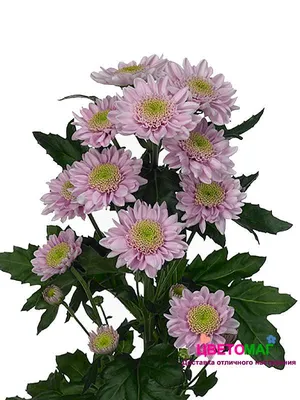 Монобукет хризантем | Красные цветочные композиции, Флористика, Цветы на  столе
