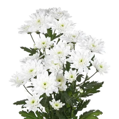 Срезанные цветы: Хризантема куст. Оптимист белая
