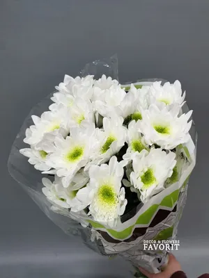 🌷 Хризантема кустовая купить оптом в Москве - хризантема в «7ЦВЕТОВ» |  Страница 5🌺