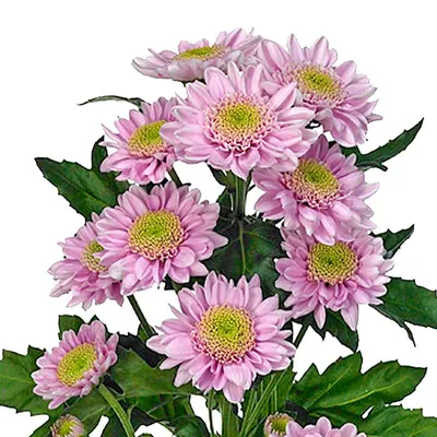 Купить Кустовые Оптимист в Минске с доставкой из цветочного магазина