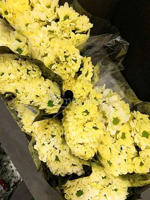 🌷 Хризантема кустовая купить оптом в Москве - хризантема в «7ЦВЕТОВ» |  Страница 5🌺