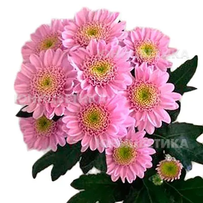 Срезанные цветы ассортимент: Хризантема куст. Оптимист