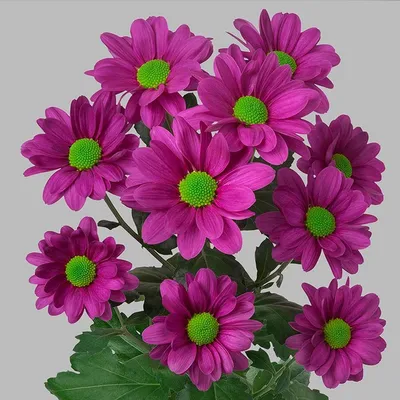Купить Кустовые Оптимист в Минске с доставкой из цветочного магазина