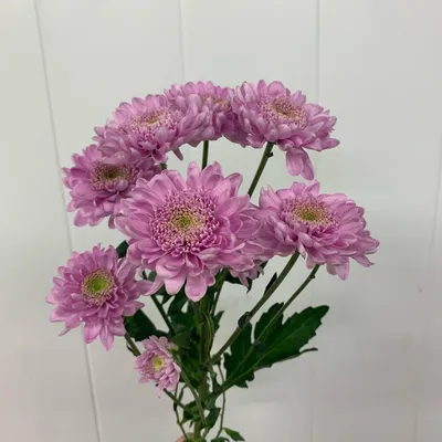 Хризантема Оптимист, Цветы и подарки в Липецке, купить по цене 180 RUB,  Цветы поштучно в Цветочный дом Flores с доставкой | Flowwow