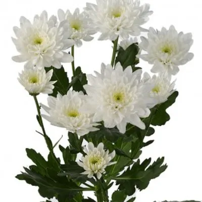 🌷 Хризантема купить оптом в Москве - срезанные цветы в «7ЦВЕТОВ» |  Страница 7🌺