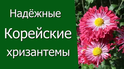 Хризантема корейская Диавела Пинк — Рассада цветов и овощей.