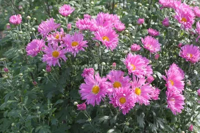 Хризантема корейская розовая (Chrysanthemum koreanum rozovaya) - Северная  Флора