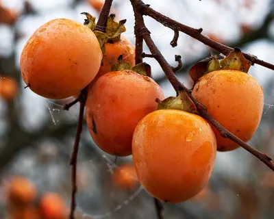 Хурма Бычье сердце Лавка Вкуса, шт с бесплатной доставкой на дом из  «ВкусВилл» | Москва и вся Россия