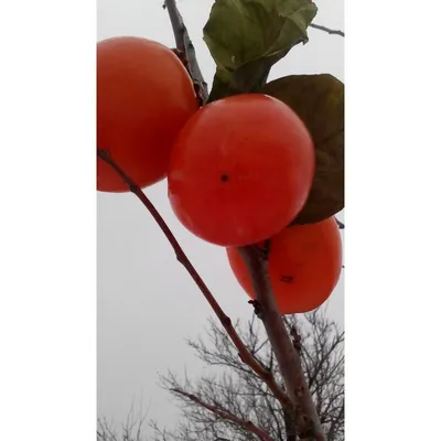 Хурма помидорная / \"Бычье сердце\" ⠀ ✓ В наличии! ⠀ - Азербайджан 🇦🇿 ⠀ -  Ящик 9-10 кг. ⠀ ⠀- доставка бесплатная🚚 ⠀ Это Мой самый… | Instagram