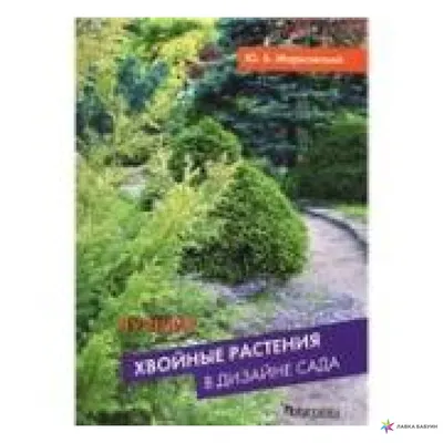 Хвойные растения для дачи: деревья и кустарники в садовом дизайне