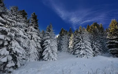 Хвойный лес зимой фото фото