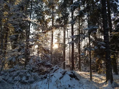Зимний Сосновый лес (42 фото) - 42 фото