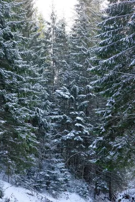 картинки : дерево, филиал, снег, холодно, зима, Береза, Погода, снежно,  Пихта, время года, Ель, обувь, Лесистая местность, естественная среда,  Экосистемный, Зимний лес, Замораживание, Биома, окружающая среда, Древесное  растение, Умеренный хвойный лес ...