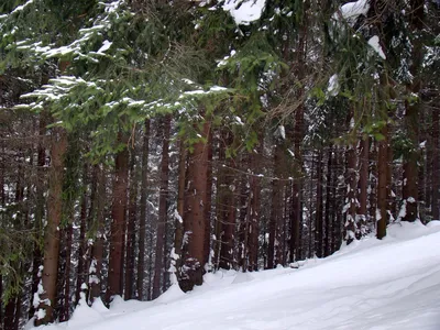 Красивый зимний зеленый хвойный лес на склонах гор отдых на природе в  зимний сезон | Премиум Фото