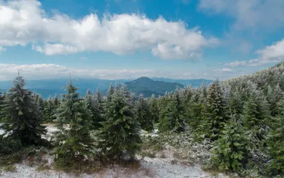 Хвойный лес на горе зимой · Бесплатные стоковые фото