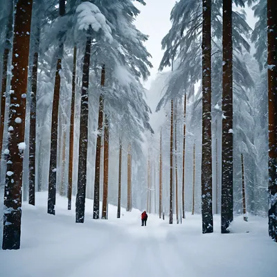 Лес Зима Хвойный - Бесплатное фото на Pixabay - Pixabay