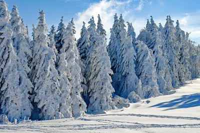 Хвойный лес зимой (51 фото) »