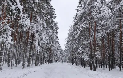 Хвойный лес зимой - 57 фото