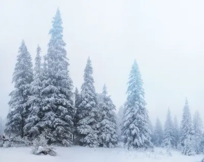 Хвойный лес зимой» — создано в Шедевруме