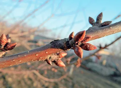 Сучасний захист вишні й черешні - AgroTimes