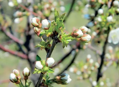 Сучасний захист вишні й черешні - AgroTimes