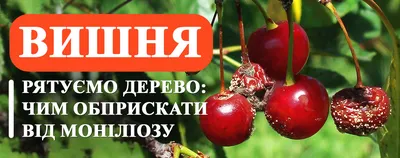 Китайська вишня — УКРСАДВИНПРОМ | Асоціація садівників,виноградарів та  виноробів України