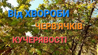 Вони помічні при гіпертонії, недокрів'ї, остеопорозі та інших хворобах. Чим  ще цінні черешні та вишні? - Здоров'я | Експрес онлайн