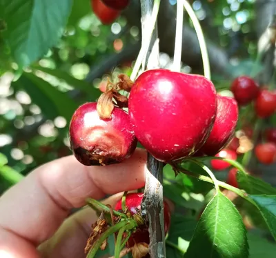 🟡Ацеровіт – смачне джерело Вітаміну С! 🍒Незамінний помічник у сезон  застудних захворювань, який містить екстракт ацероли (барбадоської вишні)  —... | By Мережа аптек \"Подорожник\" | Facebook