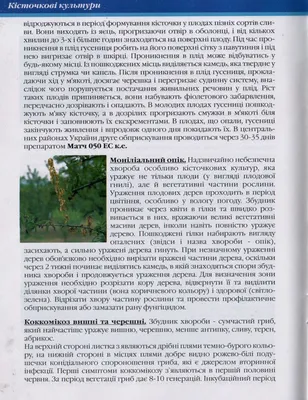 Рятуємо плодове дерево: чим обприскати вишню від моніліозу восени