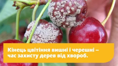 Захист плодового саду: посібник по вибору препаратів і графік обробок