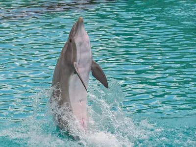 В Крыму нашли дельфина-мутанта - KP.RU