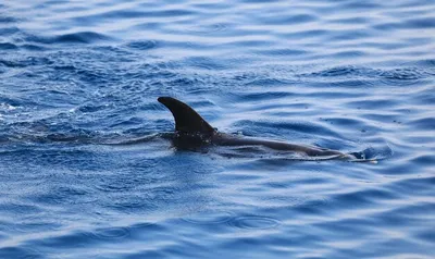 Они не уйдут в открытое море\". Кто спасет розовых дельфинов Гонконга? - BBC  News Русская служба