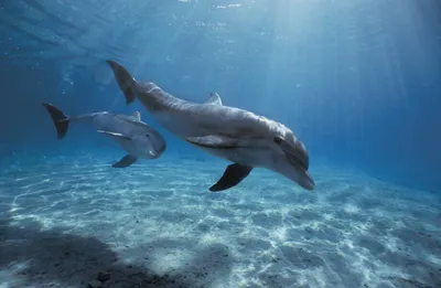 Почему дельфины гибнут в Черном море? - 26 марта, 2021 Статьи «Кубань 24»