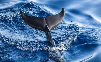 Хвост дельфина фото фото