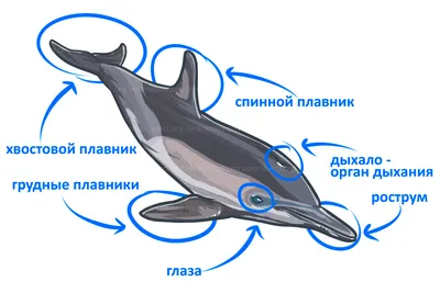 В США умерла самка дельфина, чья судьба легла в основу известного фильма -  РИА Новости, 12.11.2021