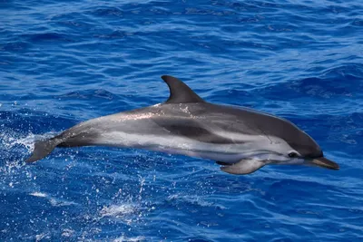 В Австралии дельфин научился \"ходить\" на хвосте и обучил этому сородичей -  РИА Новости, 29.08.2018
