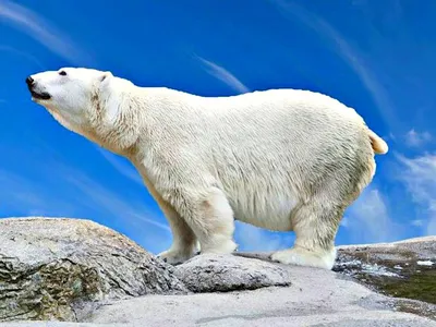 Хвост медведя рисунок - 59 фото