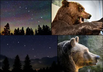 Иллюстрация 4 из 6 для Почему у Медведя короткий хвост | Лабиринт - книги.  Источник: Бондарь Юлия