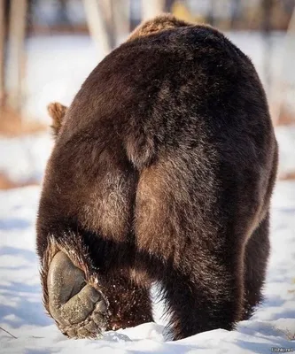 Медвежий хвост - 46 фото