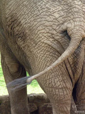 Африканский Хвост Слона — стоковые фотографии и другие картинки Африканский  слон - Африканский слон, Без людей, Вертикальный - iStock