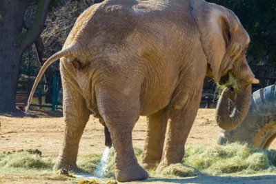 местные детали слона за крупным планом хвост слона Стоковое Фото -  изображение насчитывающей детали, приклад: 222625042
