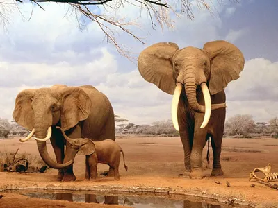 Слоны Три слона держащие хоботом за хвост Статуэтки под темное красное  дерево с золотом 3 слоника (ID#1359938141), цена: 780 ₴, купить на Prom.ua