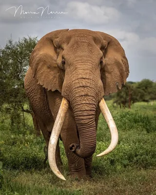Хвост слона - 59 фото