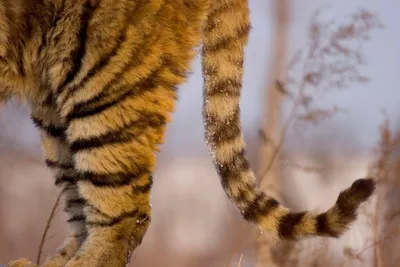Тигровый кусь | Пикабу