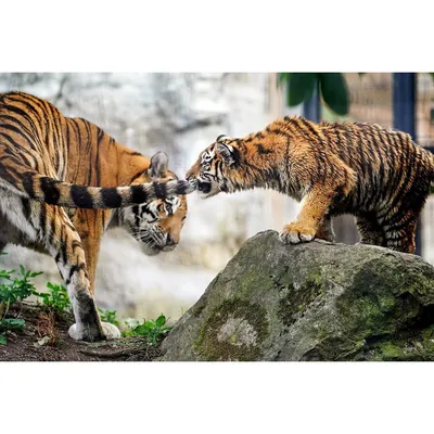 Хвост тигра кавайный | AliExpress