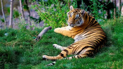 Тигровый кусь | Пикабу