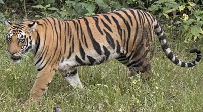 Хвост тигра, другие, млекопитающее, кошка png | PNGEgg