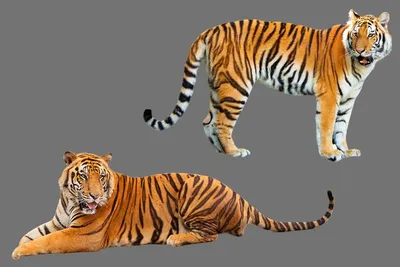 Амурский тигр — самая большая дикая кошка