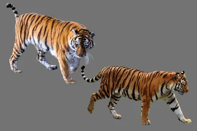 Хвост животного, хвост тигра, реквизит, хвост, Хэллоуин, косплей, хвост  тигра | AliExpress